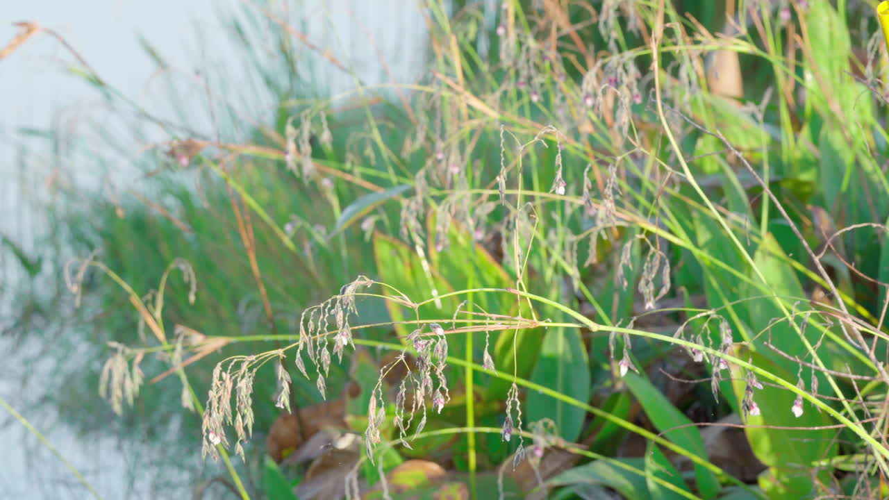 꽃 사이를 날아다니는 벌새 꿀 먹이기