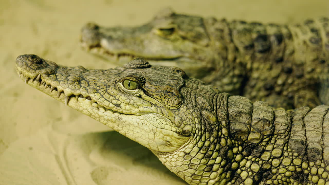 Close-up of Two Crocodile Heads