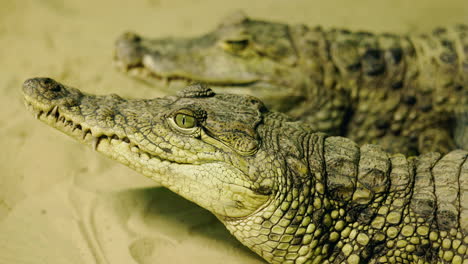 close-up of two crocodile heads