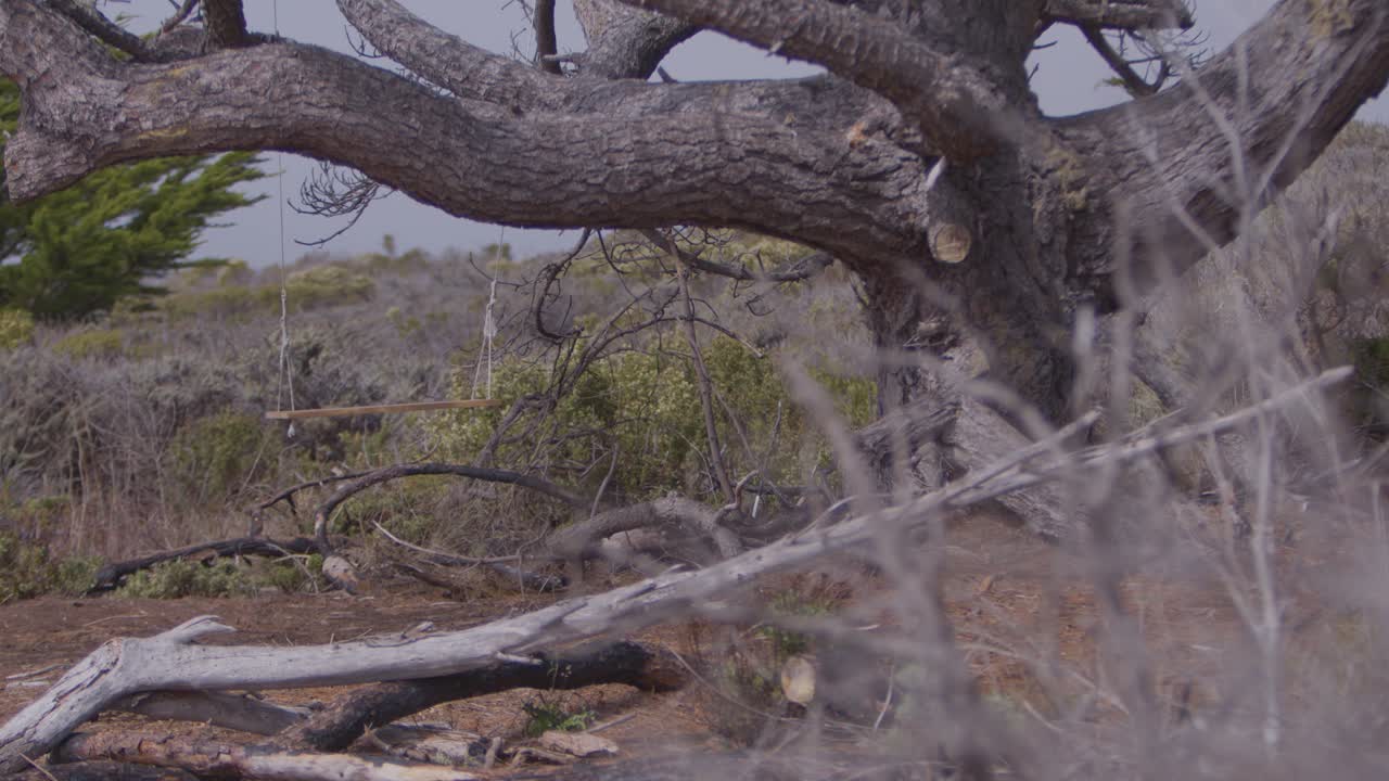 A lone swing sways from a tree near Route 101.