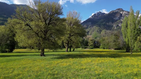 hermosas caminatas en suiza vibrantes prados amarillos y verdes, empujar en el tiro