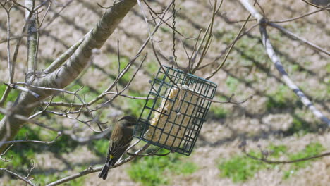 yellow rumped warbler at a suet bird-feeder during late-winter in south carolina