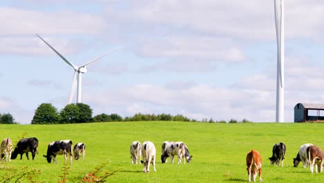 dairy cattle graze on a lush green field under bright daylight, with wind turbines spinning in the background near a rural structure in edinburgh, scotland