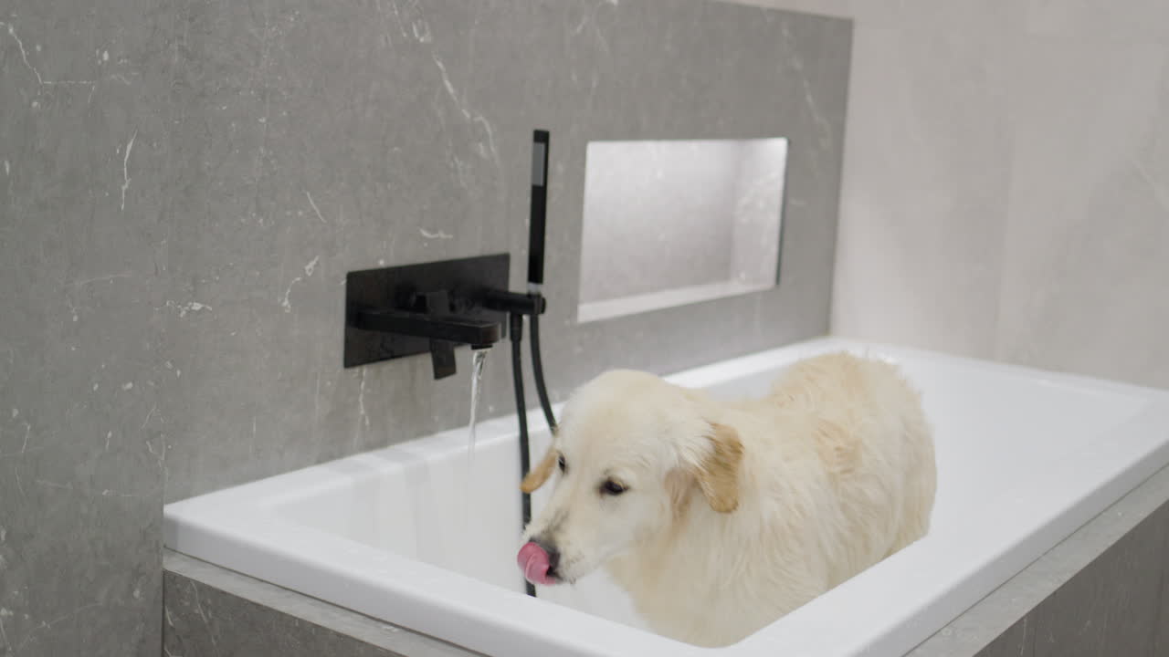 개가 현대적인 화장실에서 목욕을 하고 있다