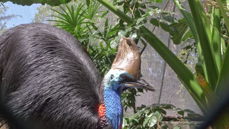 a cassowary flightless bird looking around - close up