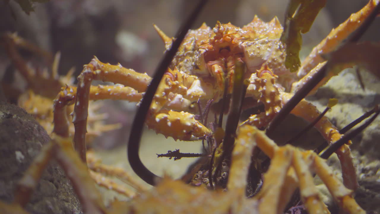 Orange Spiny King Crab Resting and Eating, Close Up