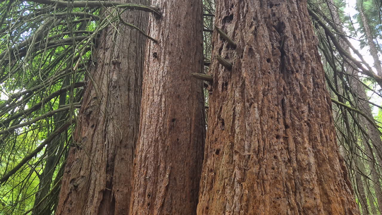 Three Giant pines Sequoia trees