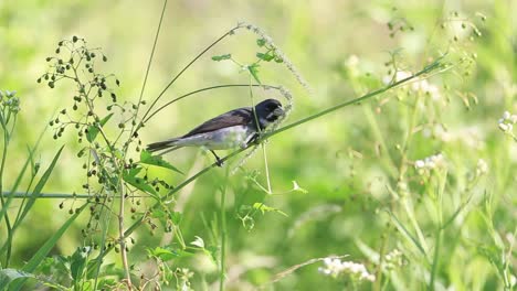 Double-collared-Seedeater-feeding-on-grass