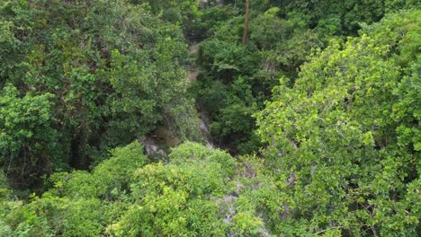 Lush-Green-Trees-And-River-Flowing-In-The-Sierra-Nevada-de-Santa-Marta-In-Magdalena,-Colombia