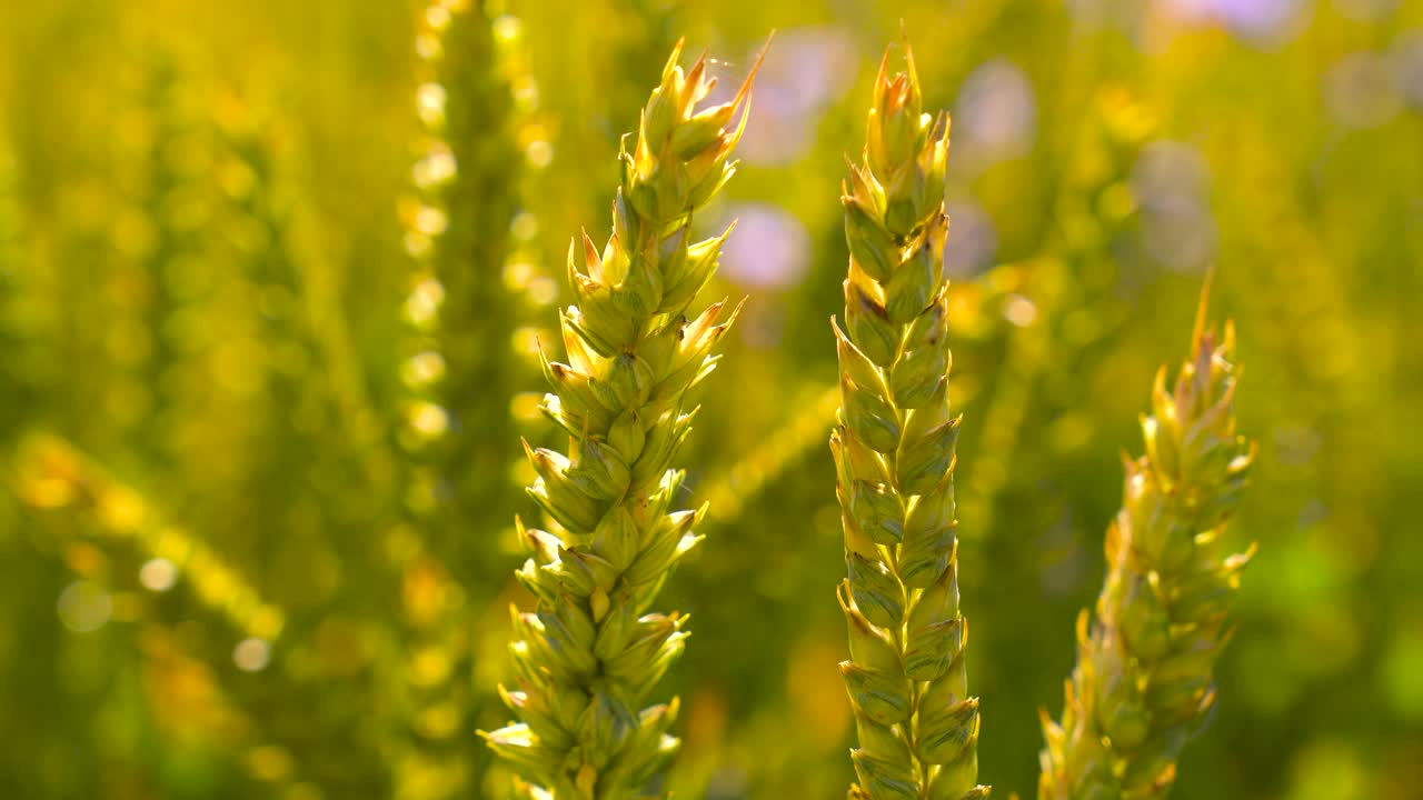 статический выстрел зеленого пшеничного шипа качается в вечернем желтом оттенке солнечного света