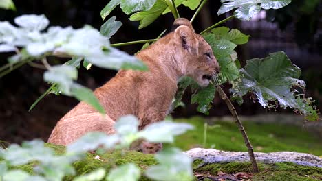 Cachorro-De-León-Sentado-En-Una-Roca-Y-Mordiendo-Hojas-Mojadas-Dentro-Del-Zoológico-De-Singapur