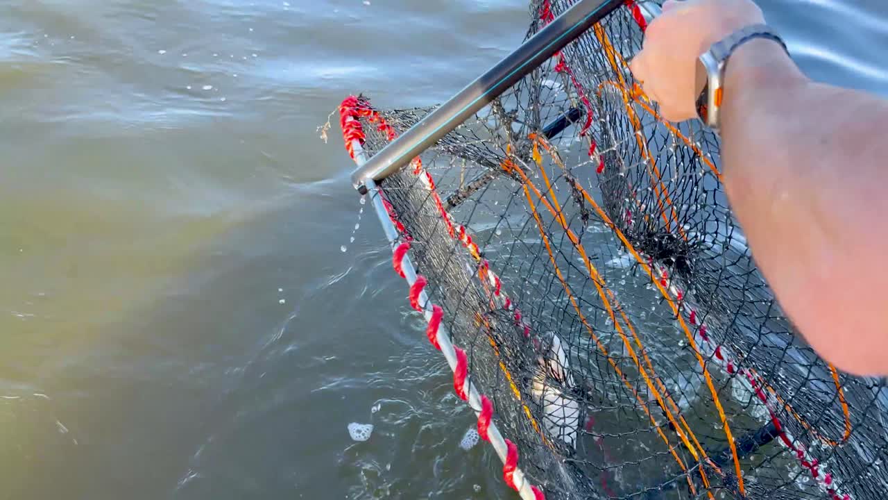 sacando una olla de cangrejo del agua