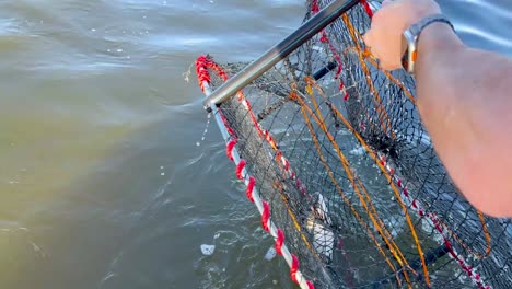 sacando una olla de cangrejo del agua