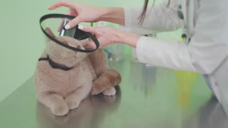 veterinarian examining a cat with an e-collar