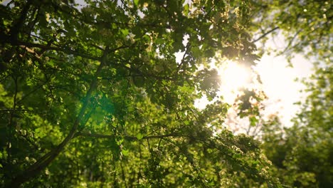 ramas florecientes con sol asomando a través de las hojas verdes