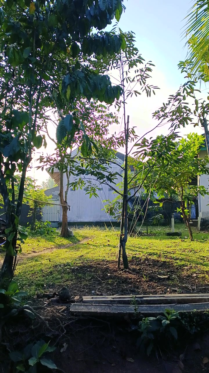 Sinar Matahari Menembus Pepohonan di Taman Pedesaan yang Tenang