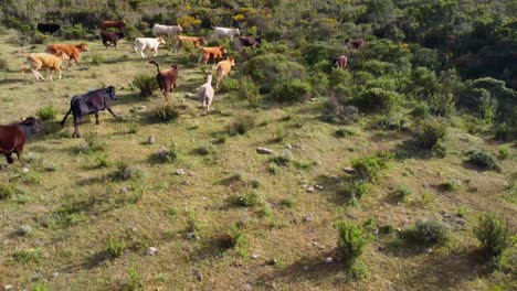 vacas corriendo en paisajes sardos con burros y caballos
