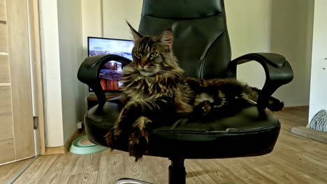 timelapse of an adult domestic cat resting on a black chair with television in background