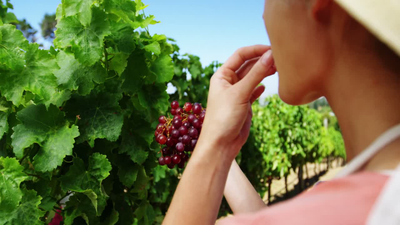 primer plano de una mujer comiendo uvas en el viñedo