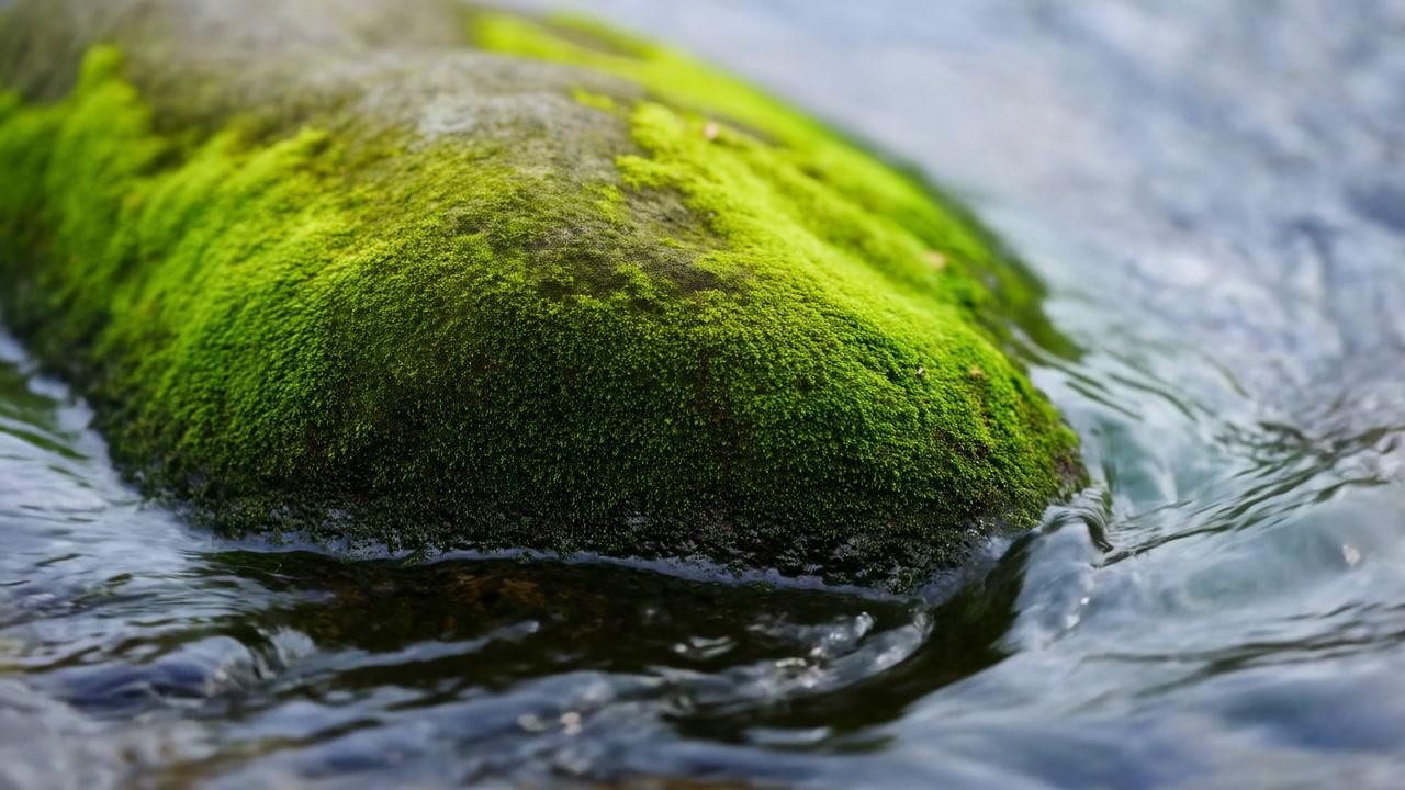 Closeup Moss Covered Rock In Stream, Soft Green Carpet Shimmering With Water, Gentle Ripples Caressing Stone,