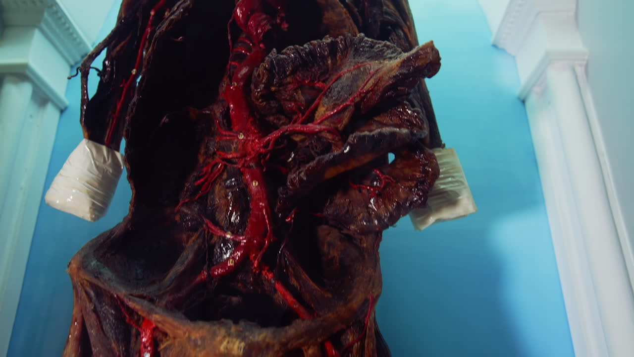 Medical hall of museum. Close up view of human system in medical museum