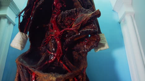 medical hall of museum. close up view of human system in medical museum