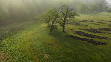 Picturesque view of the sun rising over two oak trees in a green meadow