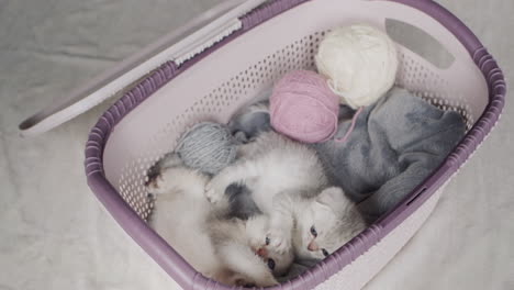 Two-cute-kittens-in-a-basket-with-balls-of-thread