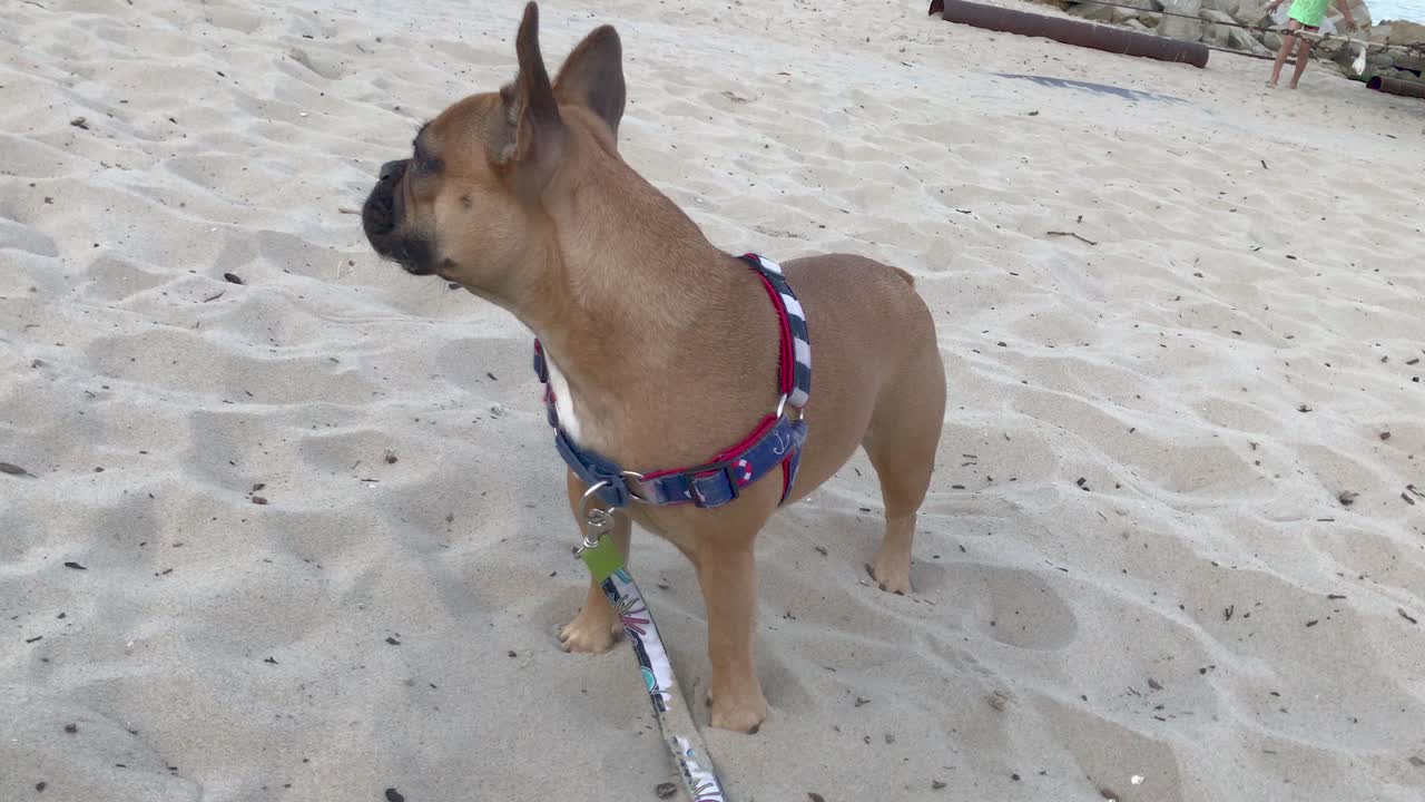 프렌치 불독은 카메라를 보고 재미있는 얼굴을 하고 있다