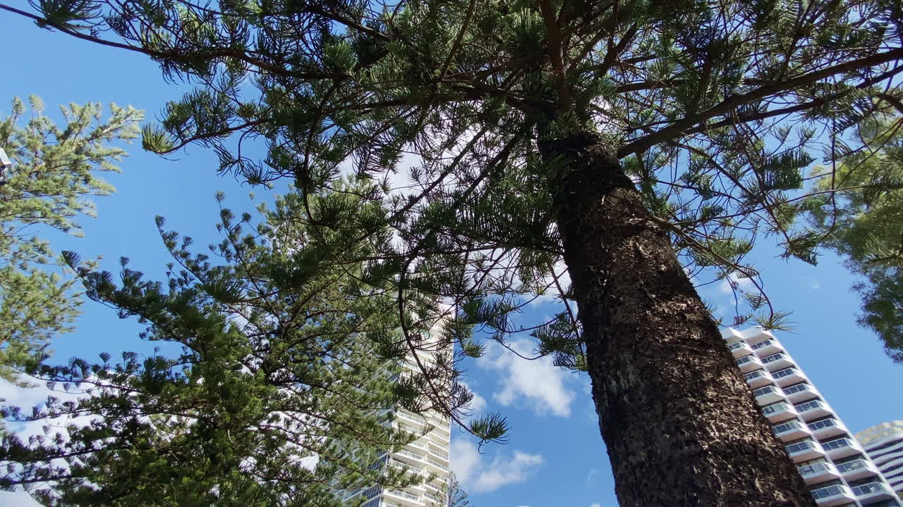 Hotels and a tall Pine Tree with clouds moving through the sky, Gold Coast, Queensland, Australia