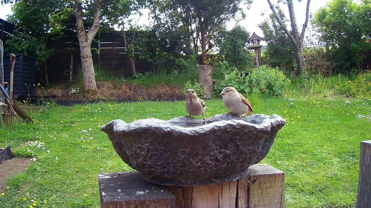 Uccelli che bevono e si lavano in un abbeveratoio per uccelli in un giardino del Regno Unito.