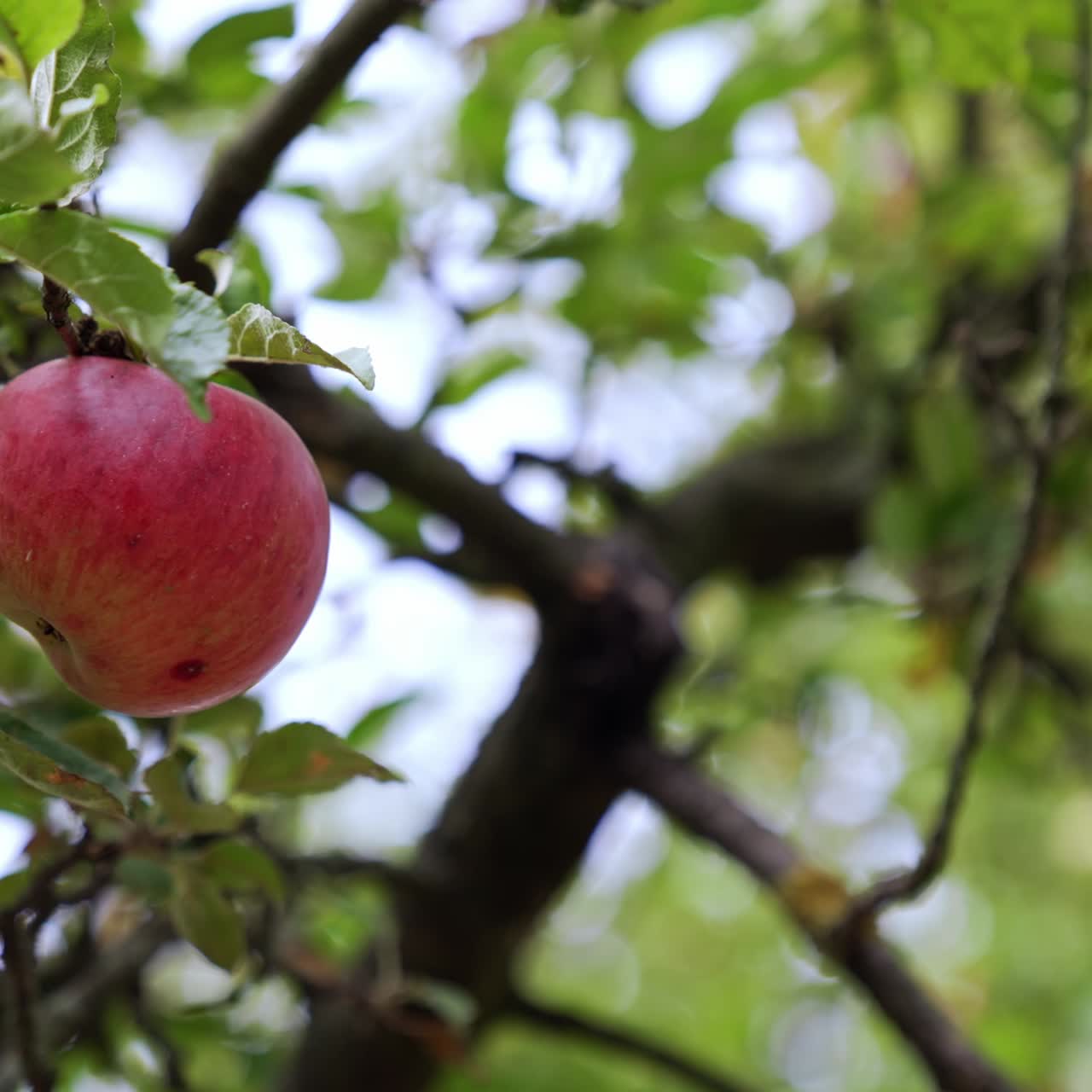 Manzana colgando del árbol y moviéndose ligeramente con el viento. Una mano masculina recoge la fruta de la rama. Fondo desenfocado.