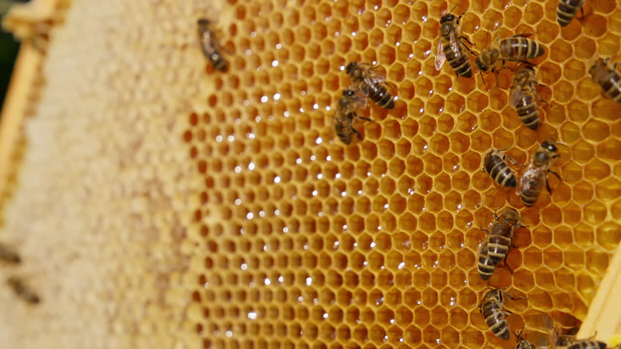 Beautiful yellow even wax cells filled with fresh glittering honey. Some bees crawling over the combs or climb into the cells. Macro shot. Blurred backdrop.