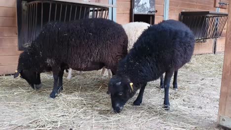 dos ovejas negras esponjosas comiendo heno seco