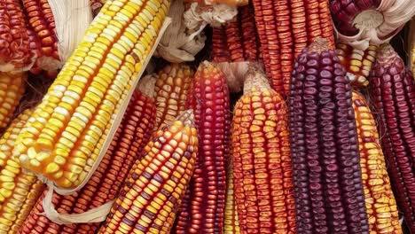 pouring corn seeds. food background