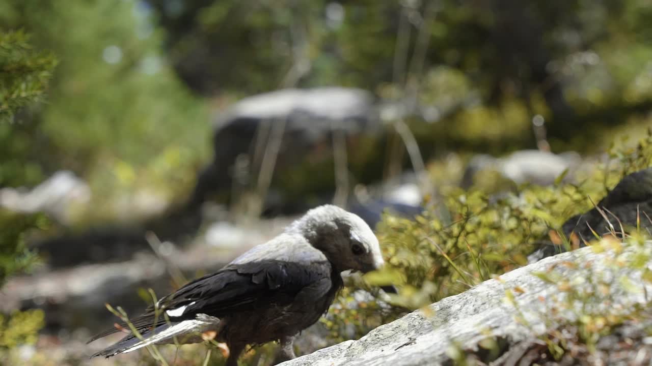 impresionante primer plano macro en cámara lenta de un pequeño pájaro parado en un pequeño camino de tierra y tratando de encontrar algunas semillas o insectos para comer en un cálido día soleado de verano en el bosque nacional utah uinta