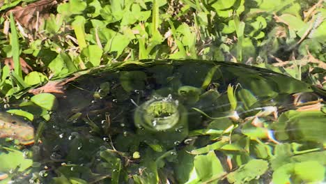 Water-drops-Slowmotion