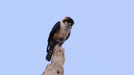 the black-thighed falconet is one of the smallest birds of prey found in the forests in some countries in asia