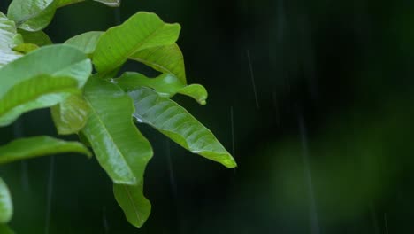 Wassertropfen-Vom-Grünen-Unschärfehintergrund-Des-Blattes