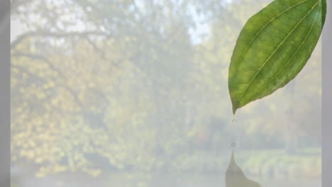 reflecting green leaf over blurred natural background with animation effect