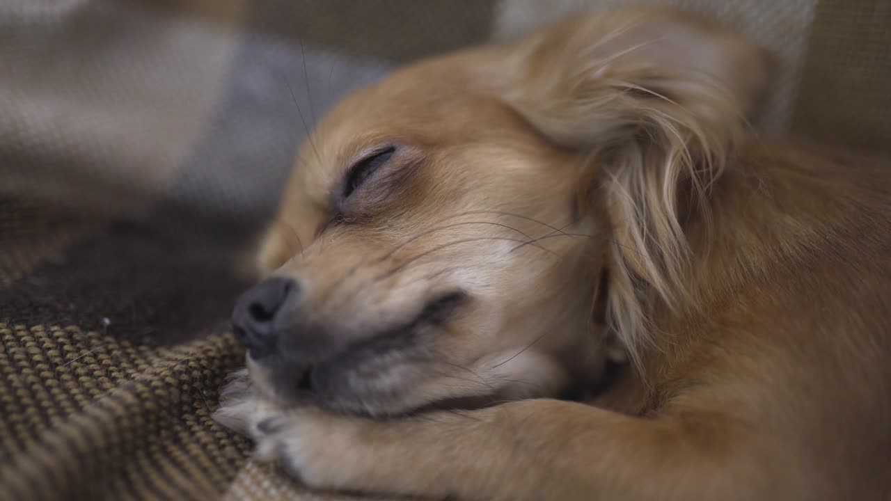 사랑스러운 재는 개 치후아하 (chihuaha) 는 카레드 위에서 잠을 자고, 한 사람의 손은 잠자는 애완동물을 만지고 있다.