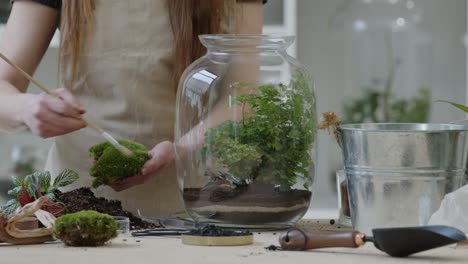 una joven botánica crea un pequeño ecosistema de bosque vivo en un terrario de vidrio - limpiando el musgo - un primer plano ajustado