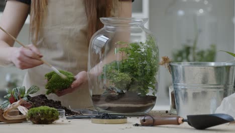 a young female botanist creates a tiny live forest ecosystem in a glass terrarium - cleaning the moss - a tight close-up