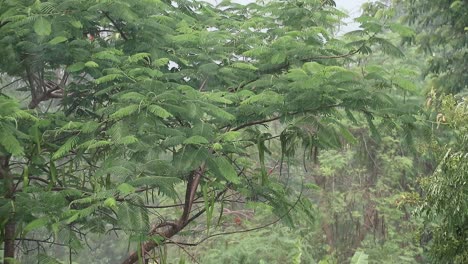 Close-up-of-branches-and-trees-with-monsoon-rainstorm-in-Thailand