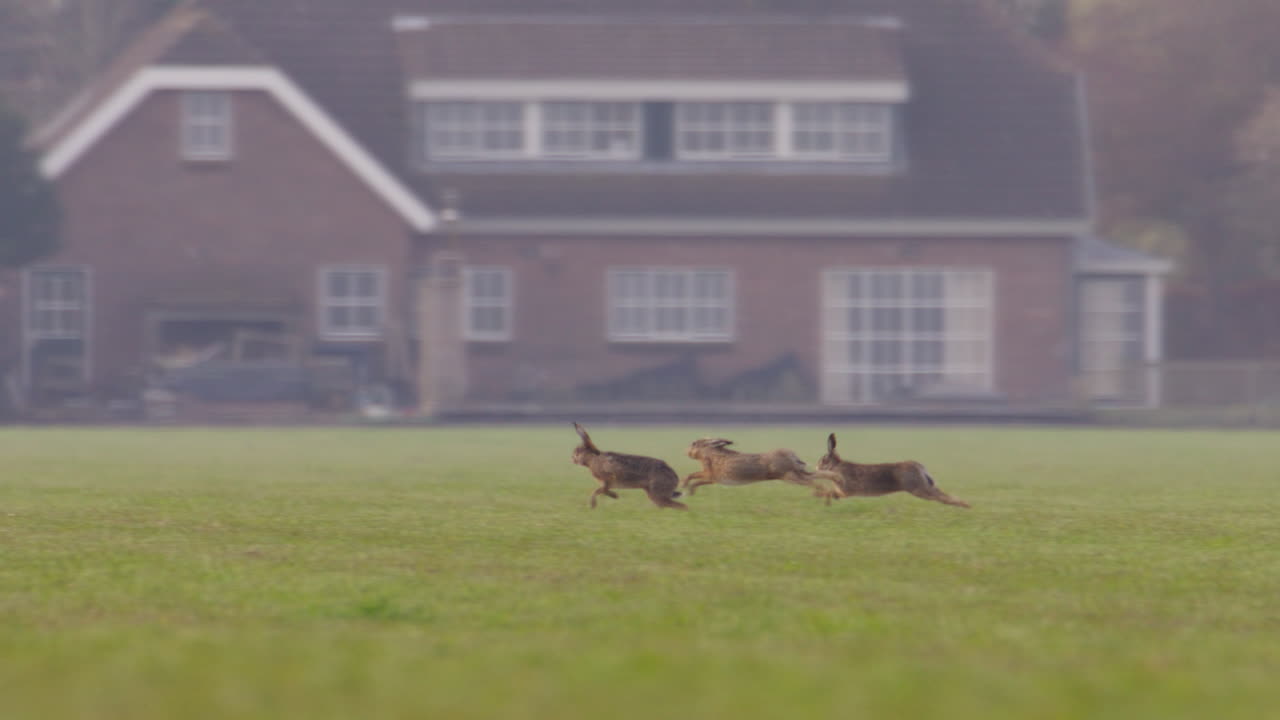 Lepri europee (Lepus europaeus) che scattano ad alta velocità attraverso un lussureggiante prato verde nei Paesi Bassi mentre si inseguono durante la stagione degli amori all'inizio della primavera.