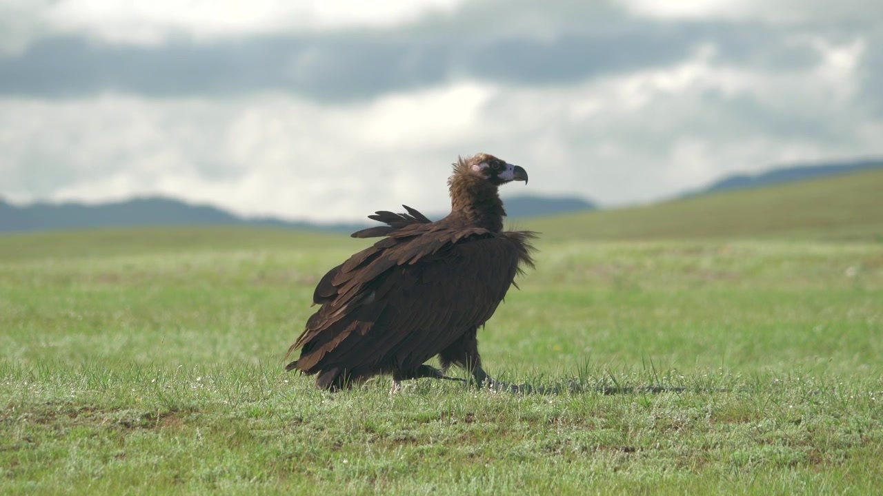 Avvoltoio monaco in piedi nella steppa in Mongolia