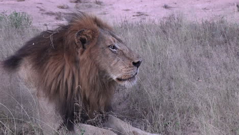 slow zoom to male lion roaring as he lays in tall grass gazing out