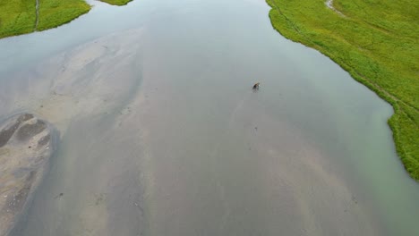 Scenic-Drone-shot-of-a-bear-hunting-salmon-in-a-shallow-lagoon-of-in-the-Aleutian-Islands,-Alaska