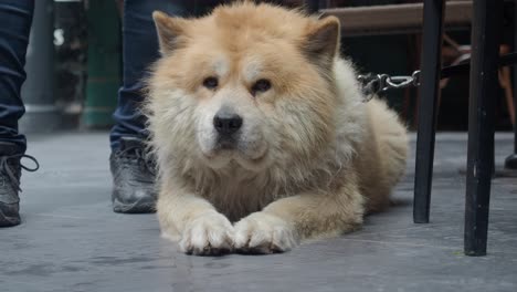 a man petting a fluffy brown and white chow chow dog outside