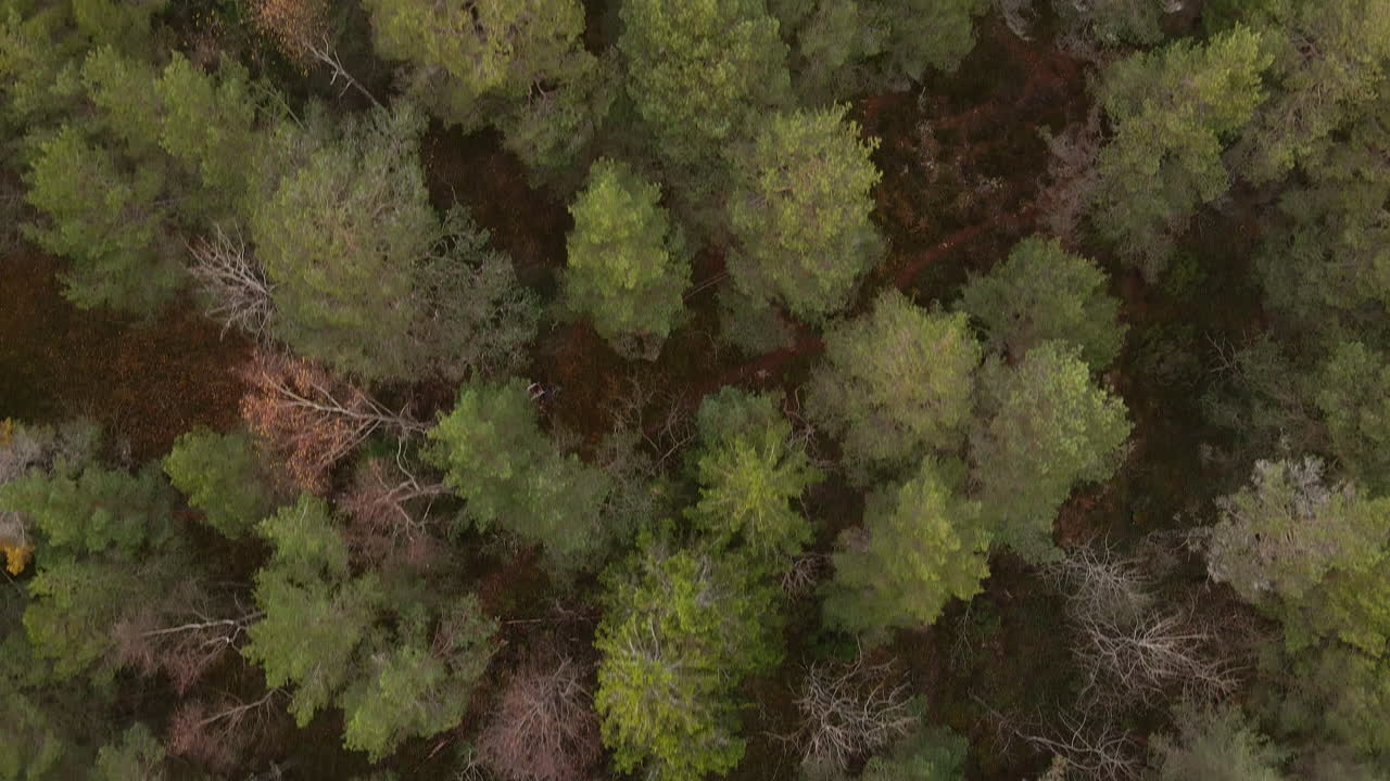 Overview drone shot of a forest in Norway